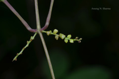 Dioscorea oppositifolia